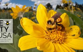 Livingston Montana Bee City USA Banner Image