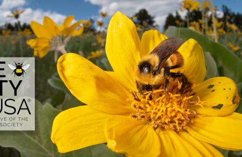 Livingston Montana Bee City USA Banner Image