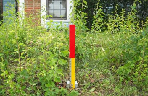 Tall Weeds and Grass