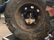 Dog with head stuck in wheel