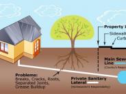 Root Infiltration