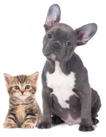 Animal Control Documents | Livingston, Montana Animal Control Documents | Livingston, Montana