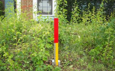 Tall Weeds and Grass