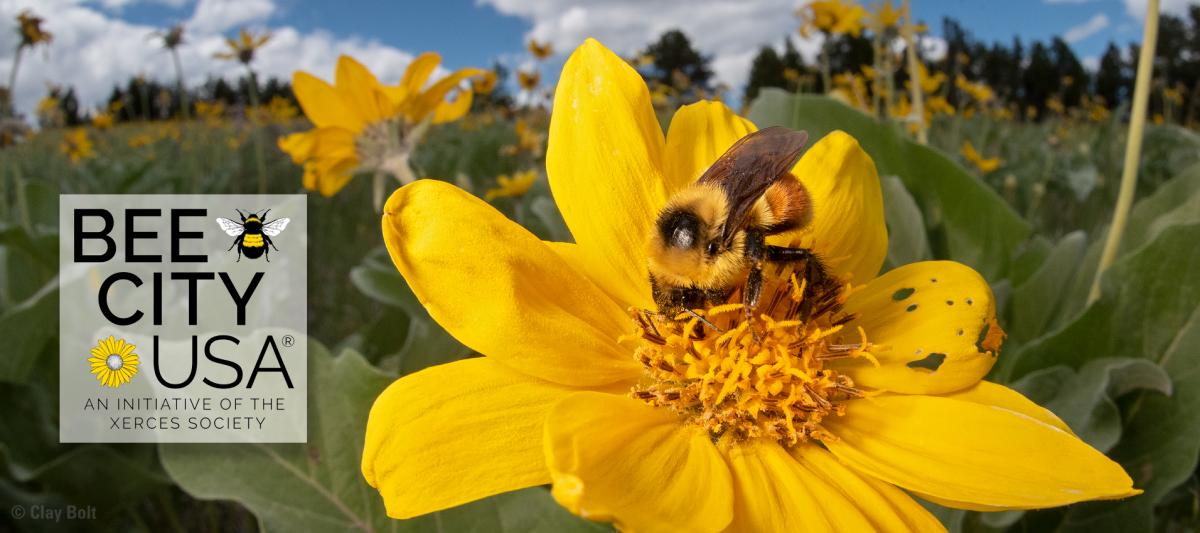 Livingston Montana Bee City USA Banner Image